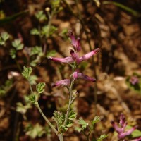 Fumaria vaillantii Loisel.